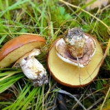 Kako pržiti (pržiti) butterfish u tiganju: svježi, smrznuti, kuhani